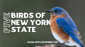 Five Birds of New York State | Blog Post by Upstate of Mind
