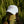 Load image into Gallery viewer, Upstate of Mind Pride Dad Cap - White