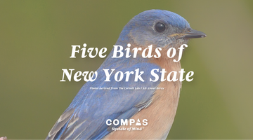 Five Birds of New York State (Upstate of Mind) 