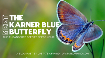 The Tiny Butterfly That Needs Our Help: Karner Blue Butterflies